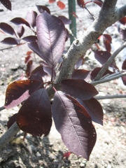 Prunus virginiana 'Canada Red' leaf closeup
