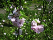 Prunus glandulosa flowering almond (not hardy in Zone 3)