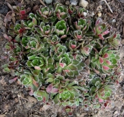 Saxifraga roseum