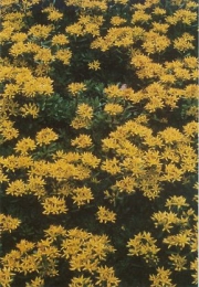Sedum middendorffianus gold blooms