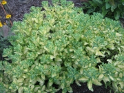 Sedum spurium variegated