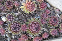 Sempervivum 'Ambergreen' early Spring color