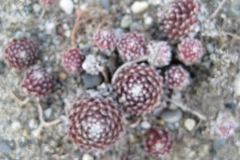 Sempervivum arachnoideum 'Candy Floss' early Spring color