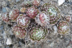 Sempervivum arachnoideum 'Cebanese' early Spring color