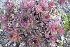 Sempervivum 'Danji' early Spring color