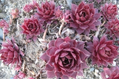 Sempervivum 'Fuego' early Spring color, closeup