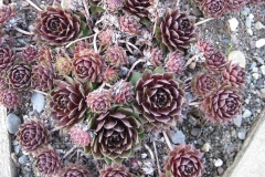 Sempervivum 'Hall's' early Spring color