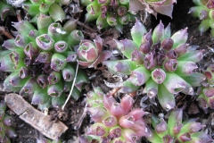 Sempervivum 'Oddity' early Spring color, closeup