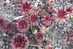 Sempervivum 'Pacific Blazing Star' early Spring color