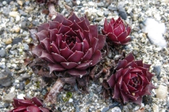 Sempervivum 'Pacific Devils Food' early Spring color