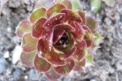 Sempervivum 'Pacific Hep' early Spring color, closeup