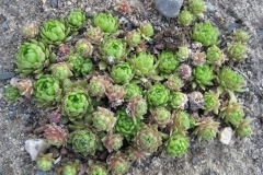 Sempervivum 'Pekinese' early Spring color