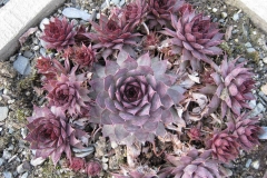 Sempervivum 'Red Cloud' early Spring color