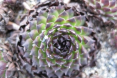 Sempervivum 'Reinhard' early Spring color, closeup