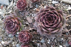 Sempervivum 'Sopa' early Spring color closeup