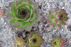 Sempervivum tectorum 'Royanum' aka 'Birchmeyer' early Spring color