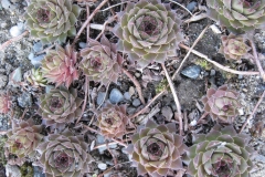 Sempervivum 'Tederheid' early Spring color