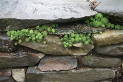 Sempervivums in stone wall