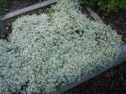 Thymus serphyllum white form in full bloom