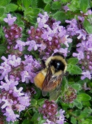 Thymus serphyllum creeping thyme with bee