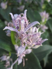 Tricyrtis hirta multiple flowers closeup