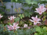 Tricyrtis hirta toad lily (unattractive name, beautiful plant)
