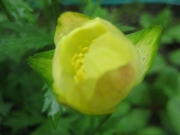 Trollius europaeus yellow globeflower