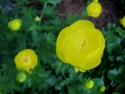 Trollius europaeus yellow globeflower