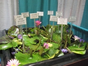waterlily display