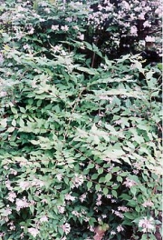 Abelia grandiflora