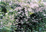 Abelia grandiflora