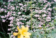 Abelia grandiflora