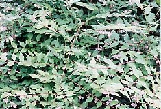 Abelia grandiflora