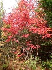 Acer red maple in mid-October