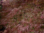 Acer Japanese maple Acer palmatum