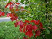 Acer early red maple color