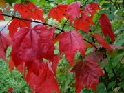 Acer early red maple color