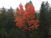 Acer full fall color Acer saccharum