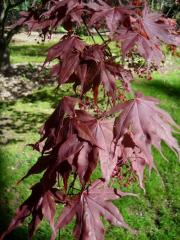 Acer red maple Acer palmatum