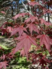 Acer red maple Acer palmatum