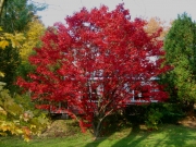 Acer red maple full color