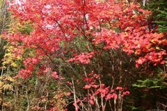 Acer red maple in mid-October