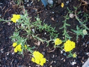 Achillea tomentosa, wooly yarrow