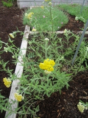 Achillea tomentosum, wooly yarrow