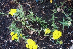 Achillea tomentosa, wooly yarrow