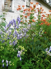 Aconitum camarrum bicolor monkshood