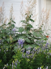 Aconitum camarrum bicolor monkshood