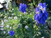 Aconitum carmichaelii latest purple monkshood