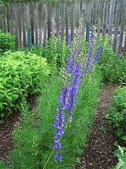 Aconitum napellus, "Newry Blue"