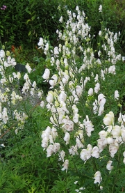 Aconitum napellus near white